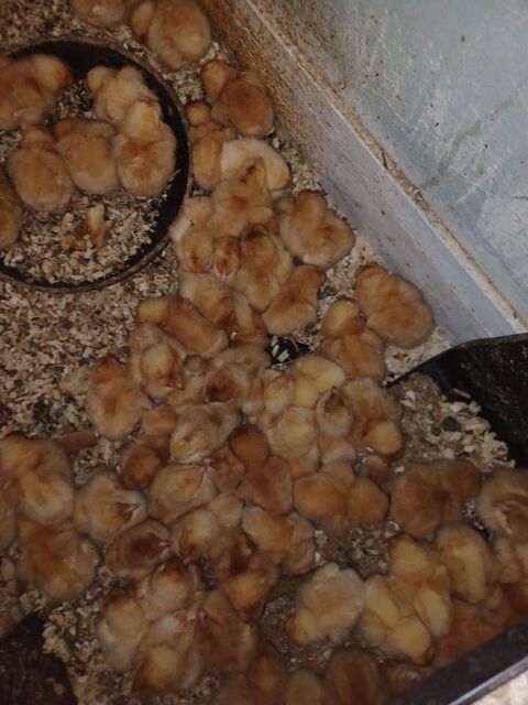 des poussins ?. Pondeuses et blanche grise rousses 5 93800 �pinay-sur-seine