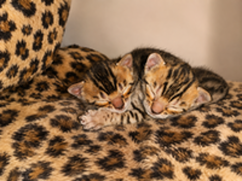   Chatons Bengal  