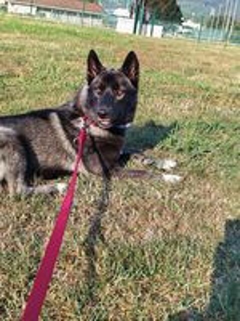   Oscar chiot chien loup croisé husky  