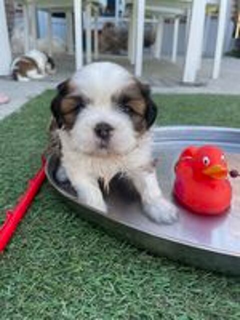   Nos adorables bébés Shih-tzu  