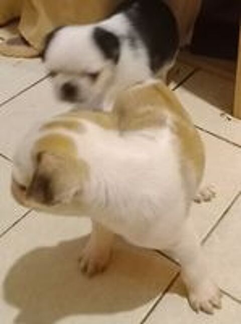   Chiots type carlin à réserver  
