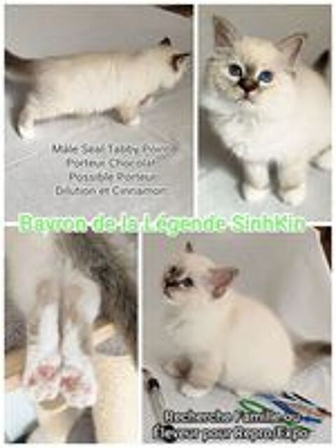   Mâle Birman Seal Tabby  