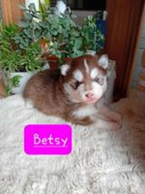   Pomsky F3 : Husky X pomeranien 