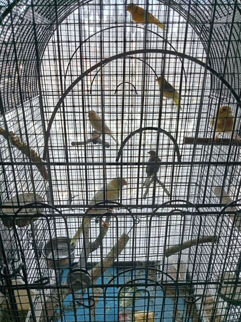 canaris 20 01390 Saint-andr�-de-corcy