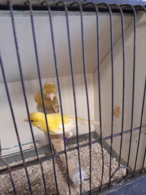 canaris raza double dilu&eacute;e  40 33240 Saint-andr�-de-cubzac