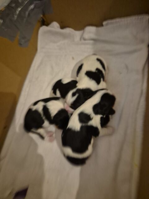 4 chiots cavaliers king charles tricolores 1300 64210 Guthary