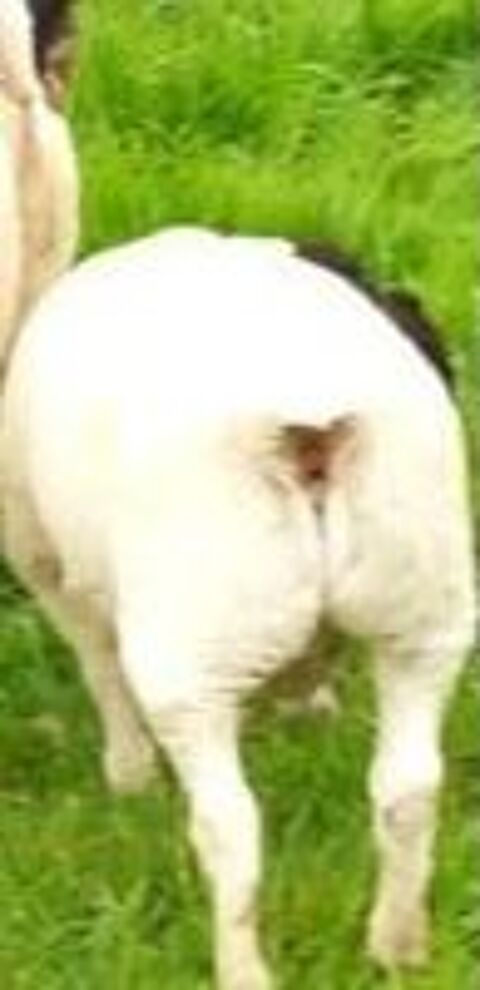   Mouton dorper lpour reproduction bonne origine  