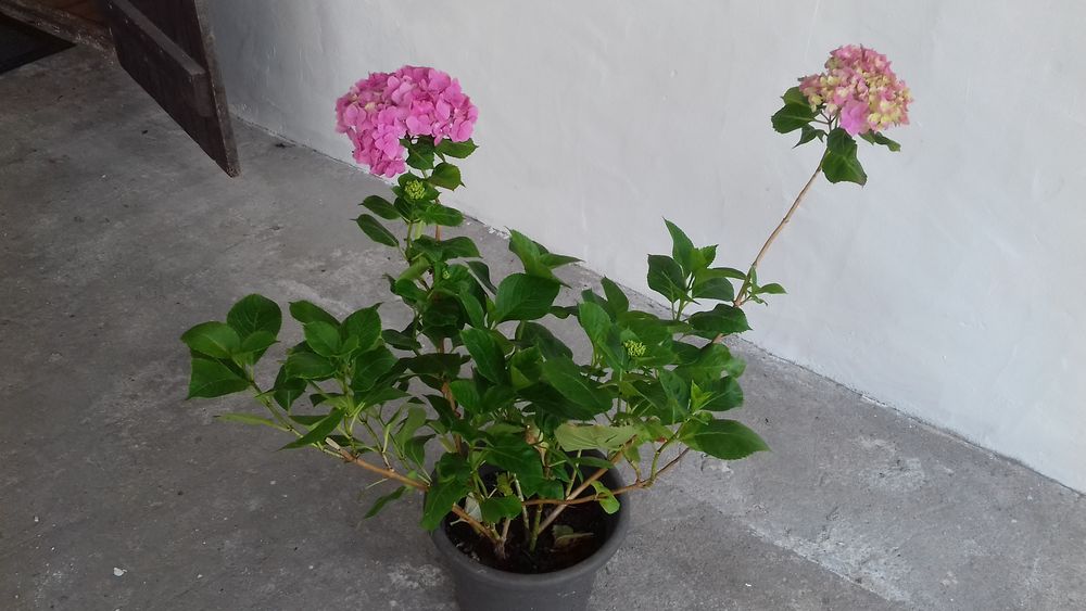 POT de 3 PIEDS D'HORTENSIAS ROSES Jardin
