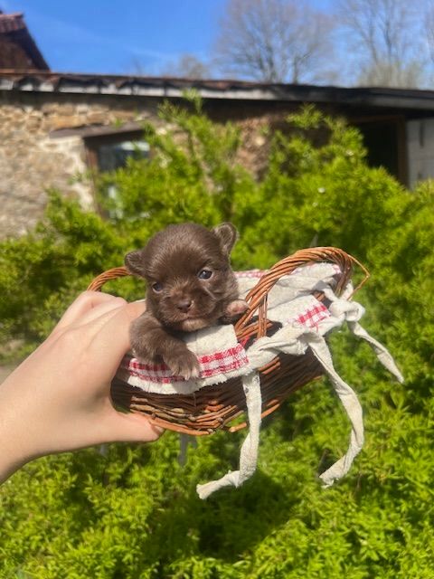CHIHUAHUA  1000 24300 Teyjat