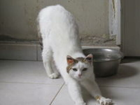   LADY femelle blanche et tigrée 11 ans 