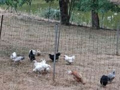   poulet 