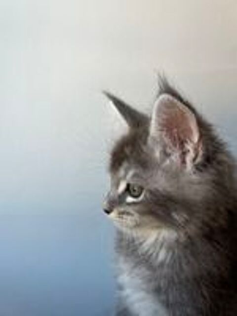   Chaton Maine coon lignée russe 