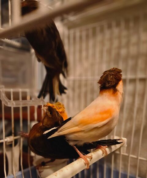 Canaris Arlequin portugais de 2025 25 33140 Villenave-d'ornon