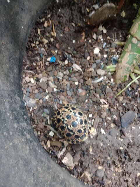 bb tortue de Terre faite votre offre uniquemen 97400 La runion
