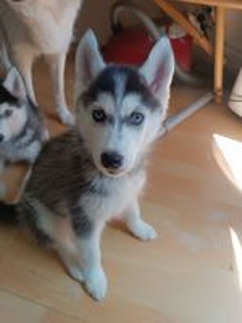   Chiot husky de Sibérie  