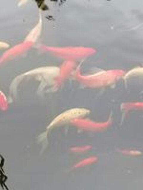   Poissons de bassin 