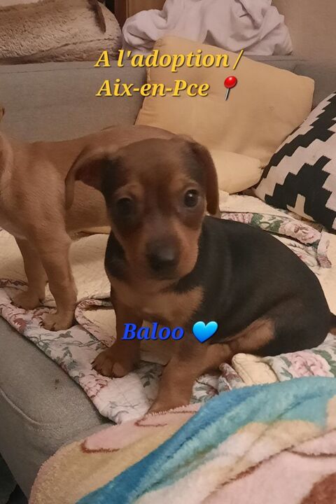 Chiot pinscher m&acirc;le 0 13100 Aix-en-provence