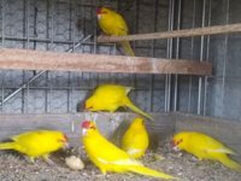   Kakariki 