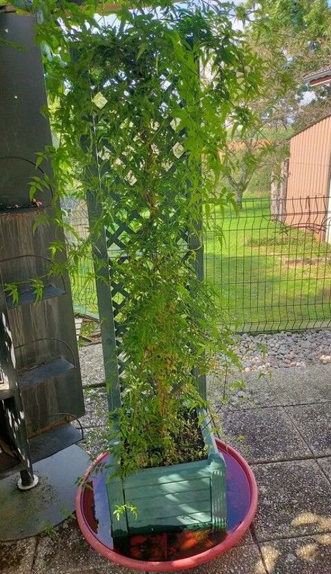 Magnifique jasmin Hauteur 2m minimum
35 Mirecourt (88)