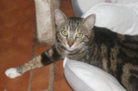   ZIGZAG CHAT TIGRE BLANC 4 ANS 