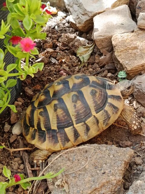 Male de 10 ans 150 34290 Servian