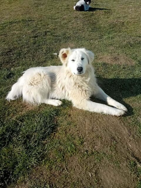 Baloo joli crois&eacute; montagne de 2 ans 300 72500 Ch�teau-du-loir