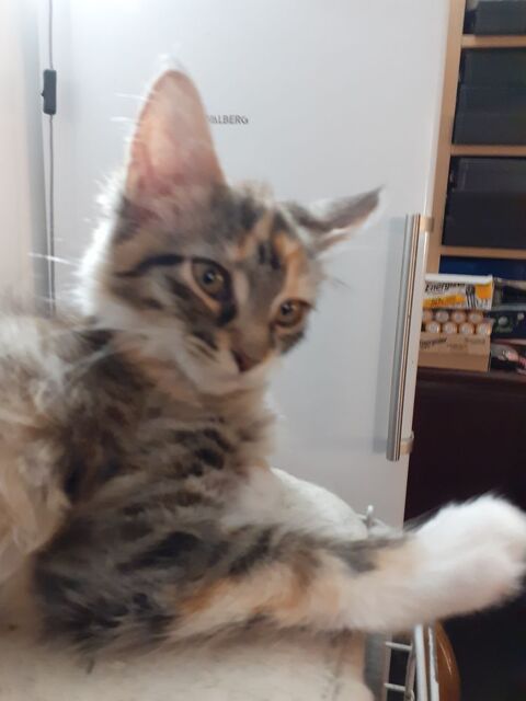 Magnifique Maine Coon junior pure race enti&egrave;rement vaccin&eacute; 600 91160 Longjumeau