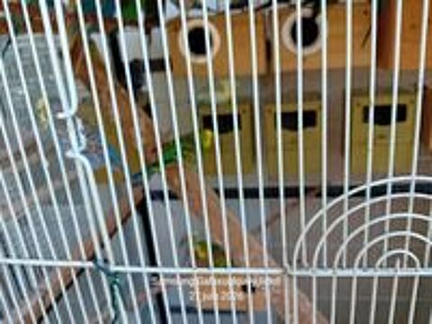   Av perruches ondulés reproducteurs  à venir chercher . 
