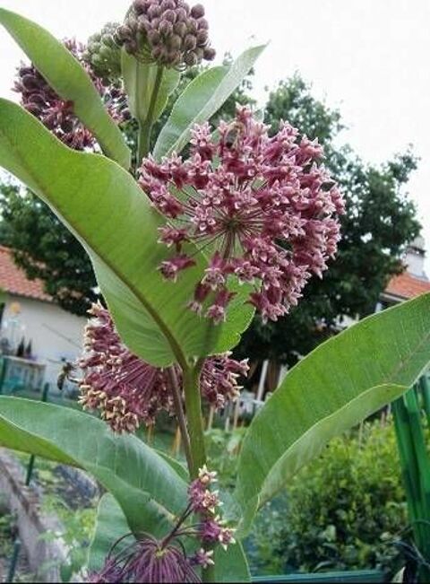 
Herbe aux perruches-Ascl�piade de Syrie (Asclepias syriaca) Manom (57)