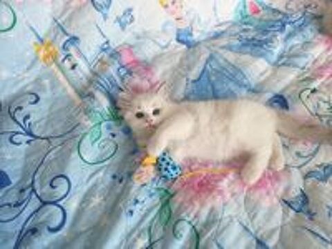   Chaton RAGDOLL 
