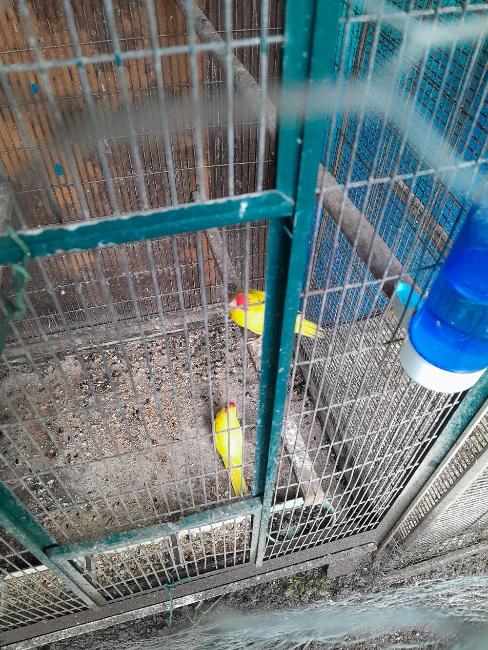   Oiseaux kakariki  panach male ou femelle  2024 