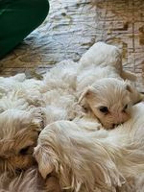   bichon maltais  