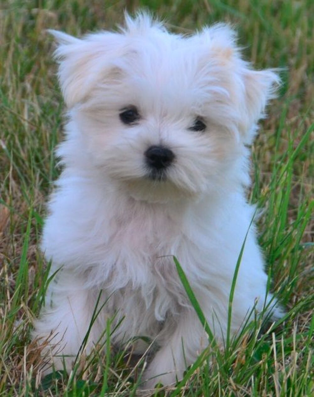   Adorable femelle bichon maltais miniature 