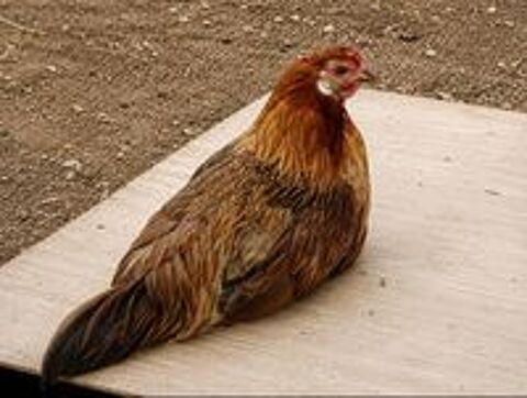   Poules d'ornements Phoenix  