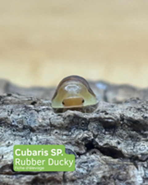   Cloportes / isopodes Cubaris sp. ?Rubber Ducky? 