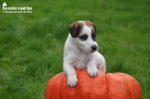   Chiots Fox-terrier  poil lisse LOF  rserver 