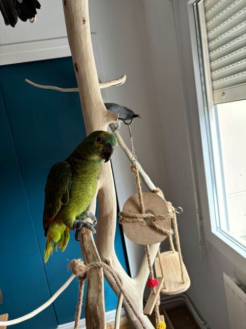 Amazone a front bleu 1200 54120 Baccarat