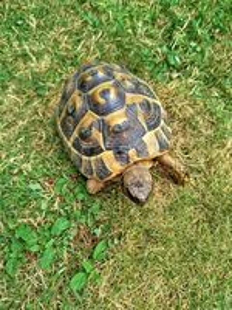   Tortues terrestres  