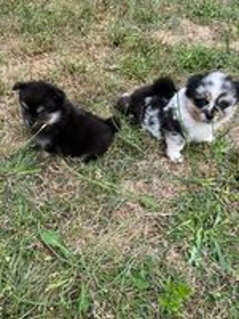   Superbes chiots Pomchi 
