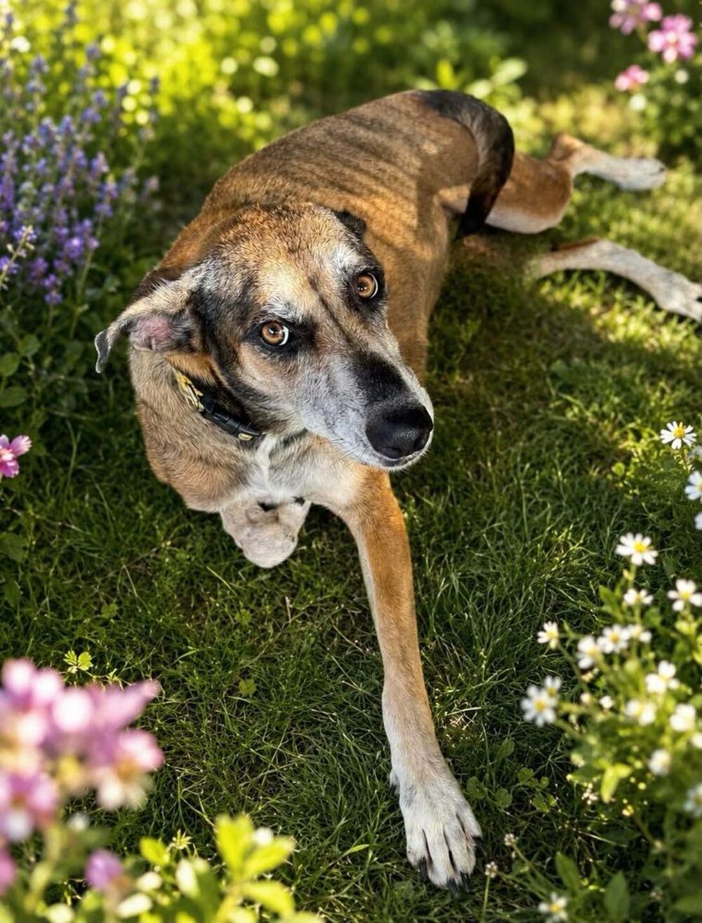   Angel, la grande boule d'amour 