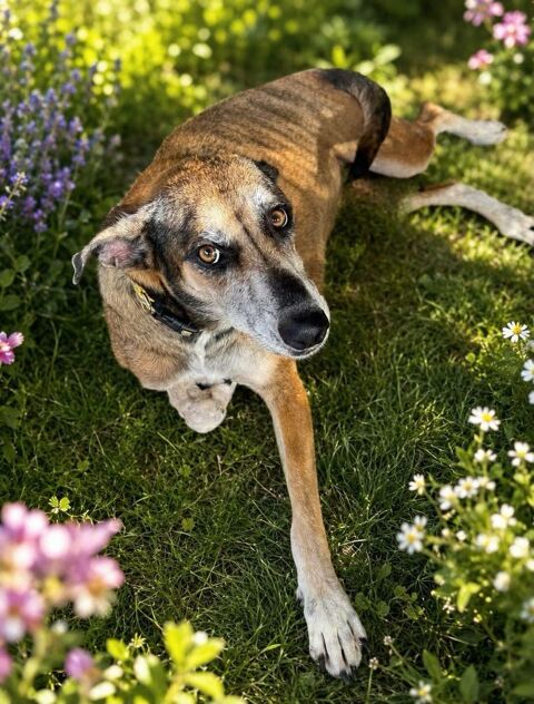 Angel, la grande boule d'amour 350 77000 Livry-sur-seine