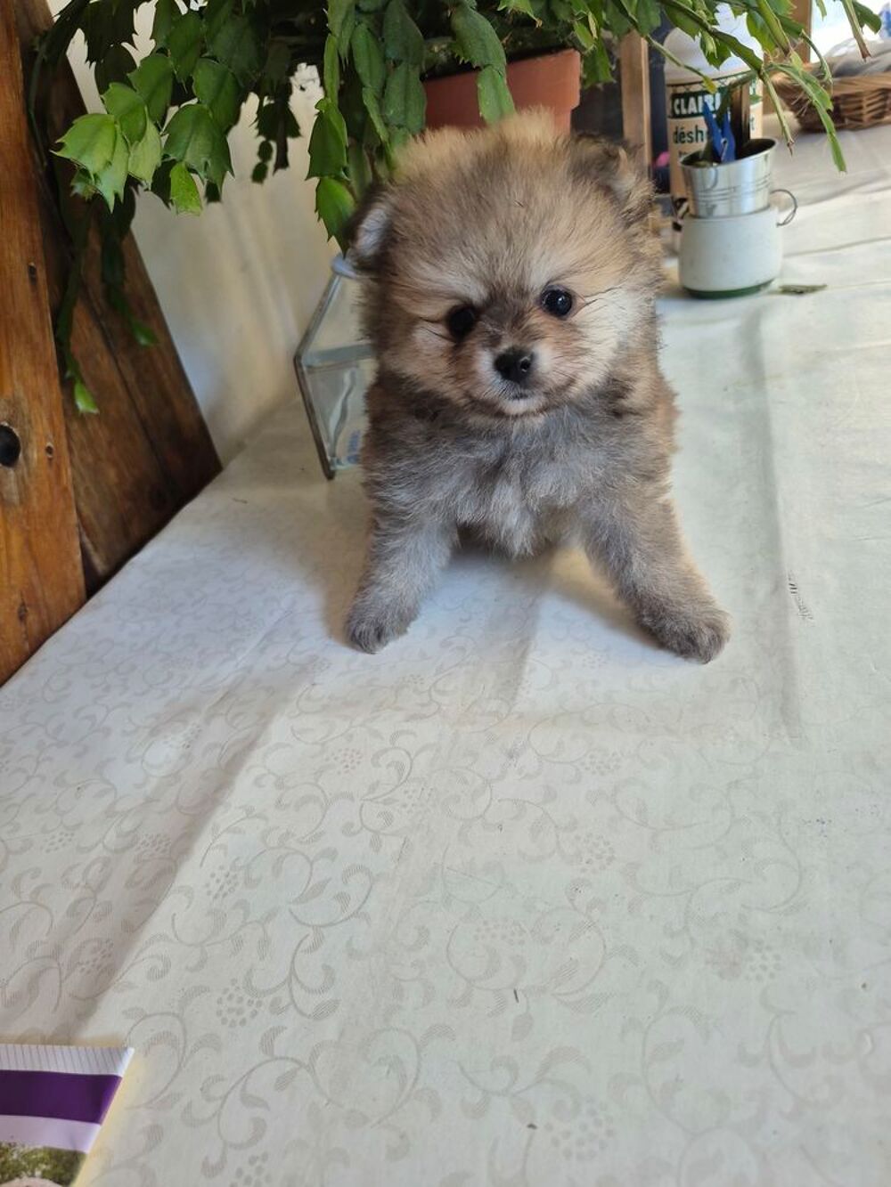   spitz  