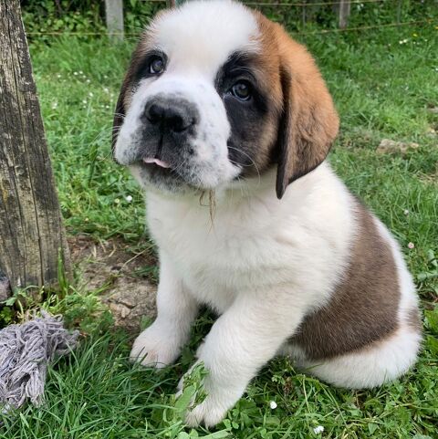 Saint Bernard non lof 600 16480 Brossac