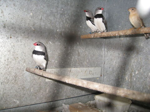 diamant &agrave; gouttelettes 40 85360 La tranche-sur-mer