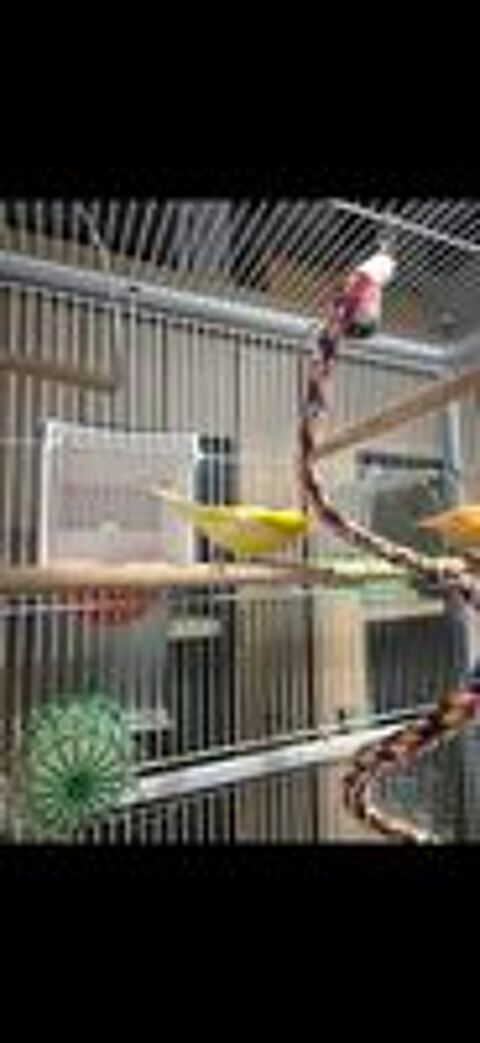  3 canaries avec cage 
