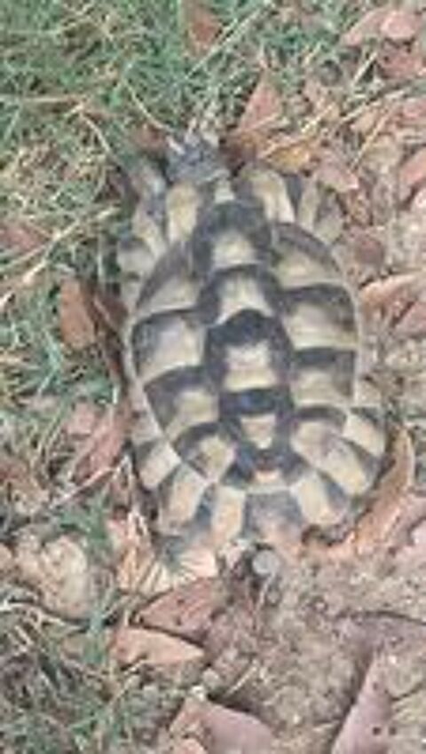   tortue,Greaca femelle 