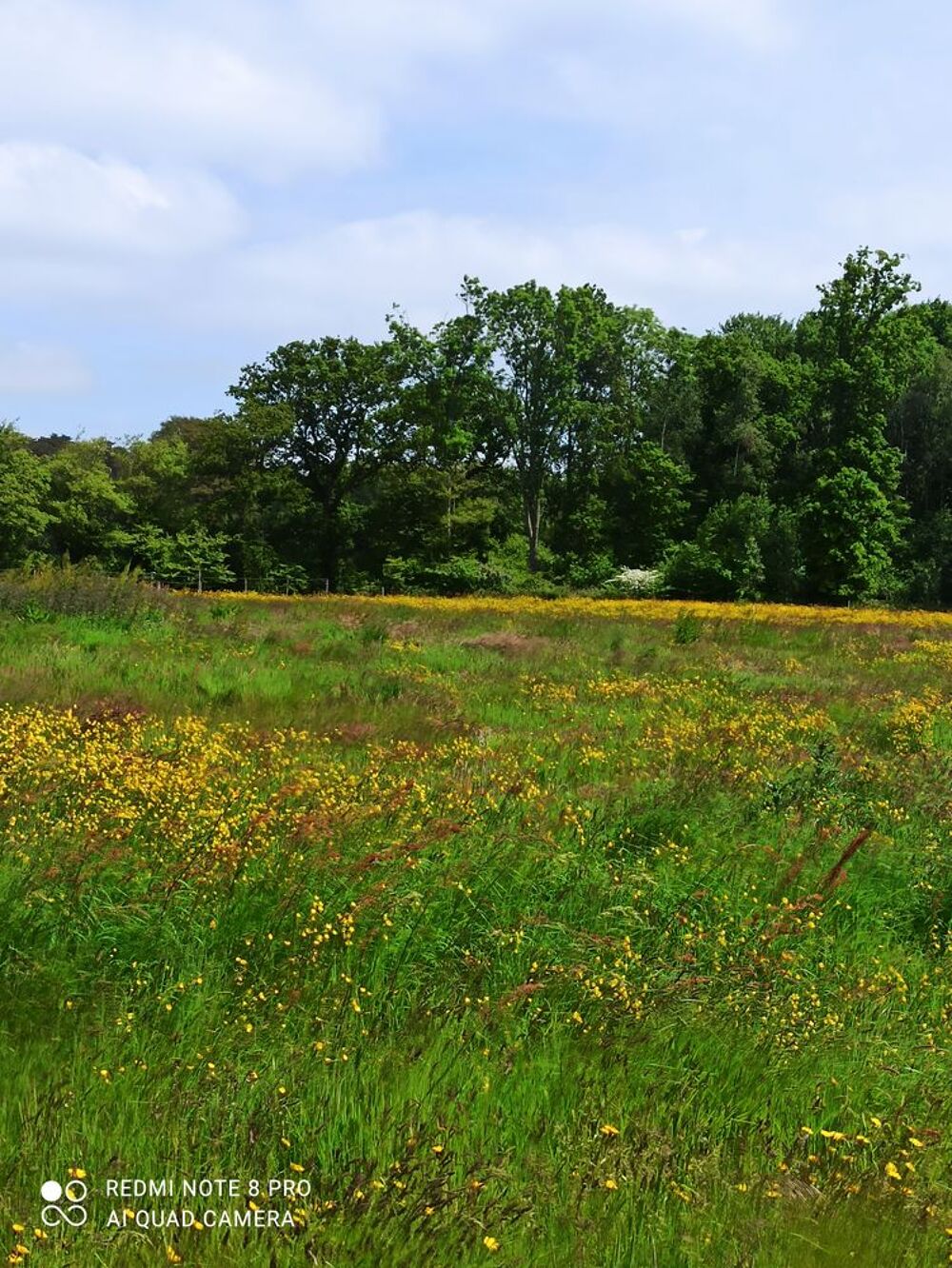 Vente Terrain TERRAIN DE 1181 M2 WIRWIGNES Wirwignes