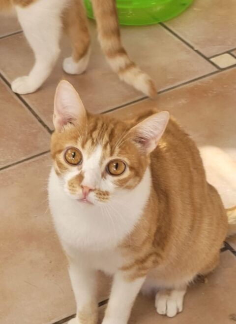 TINO 220 95610 ragny