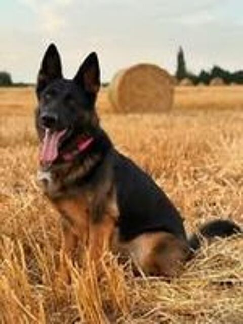   Chien PEPSI à l adoption 