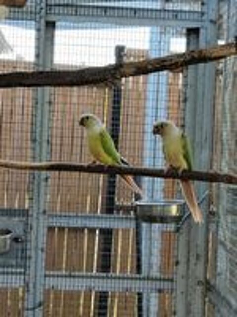   Couple de conure molinae 